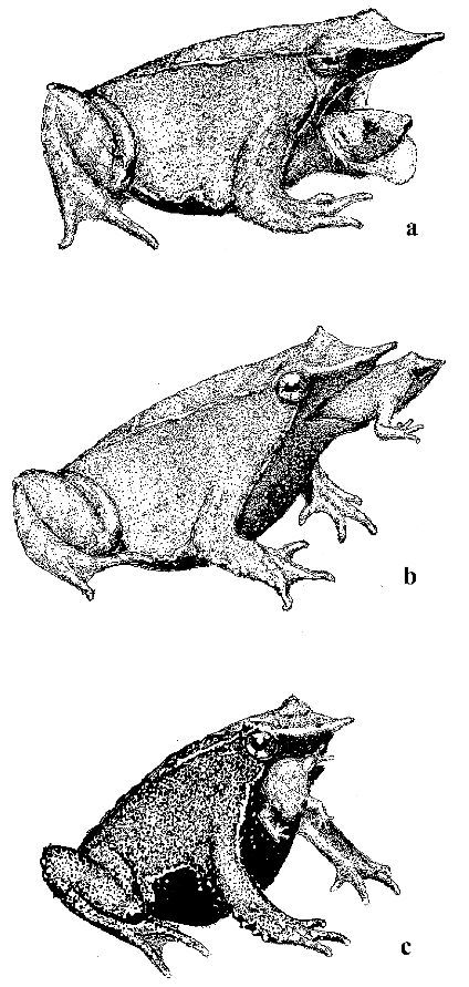 Male expelling frogs